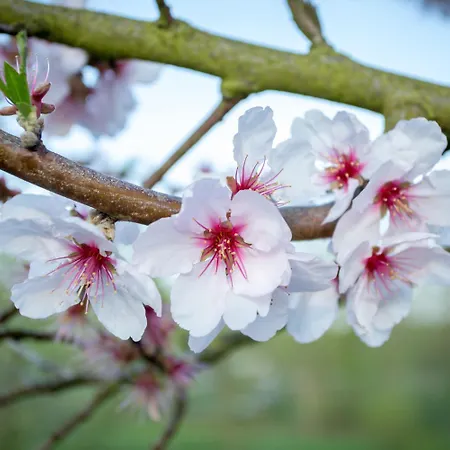 Holiday Apartment Cherry Blossom Schuttertal Exterior photo