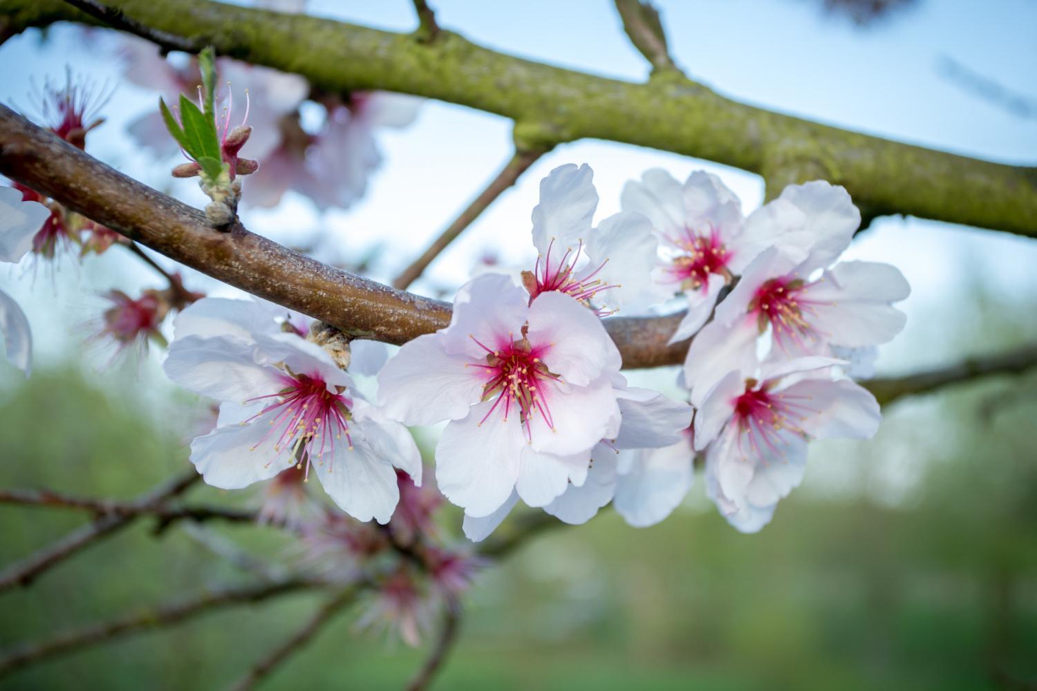 Cherry Blossom * Schuttertal